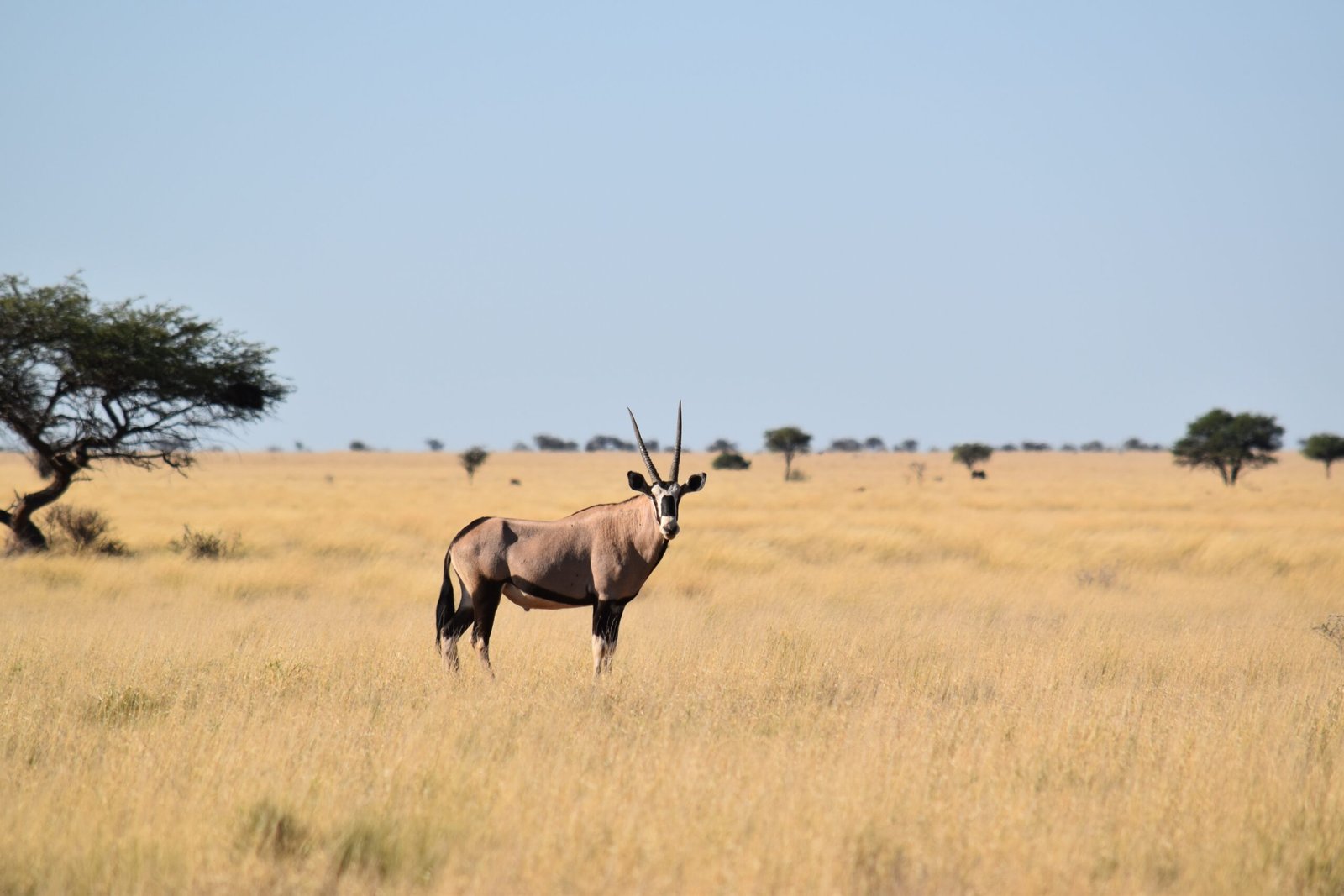 An eland stood still on the savannah plains