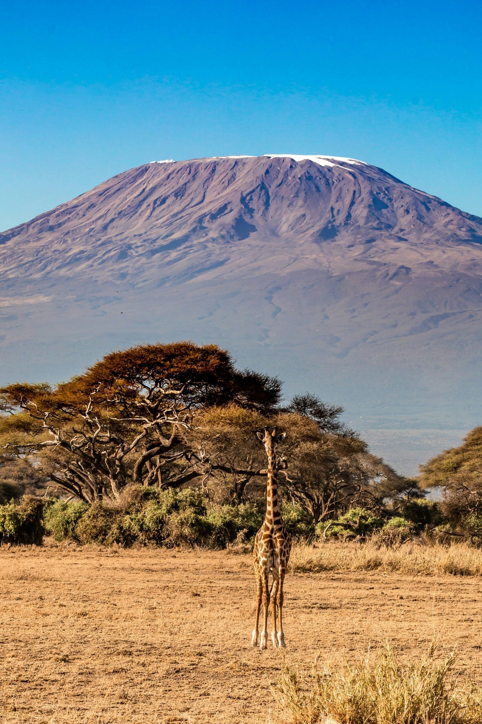 Mount Kilimanjaro with a giraffe in the foreground. This is in Amboseli National Park, Kenya